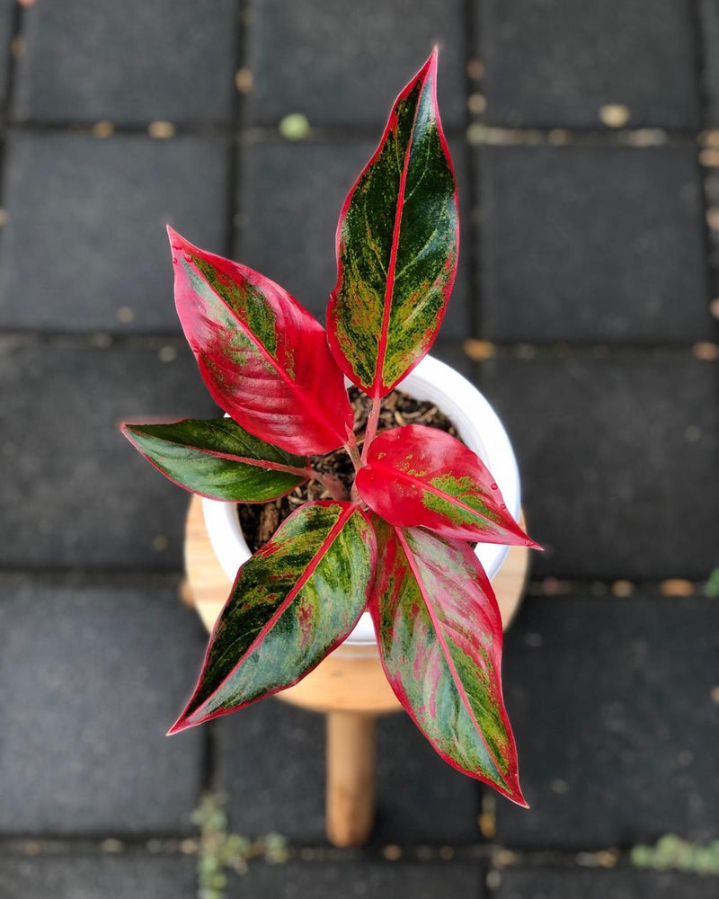 Aglaonema Red Lipstick