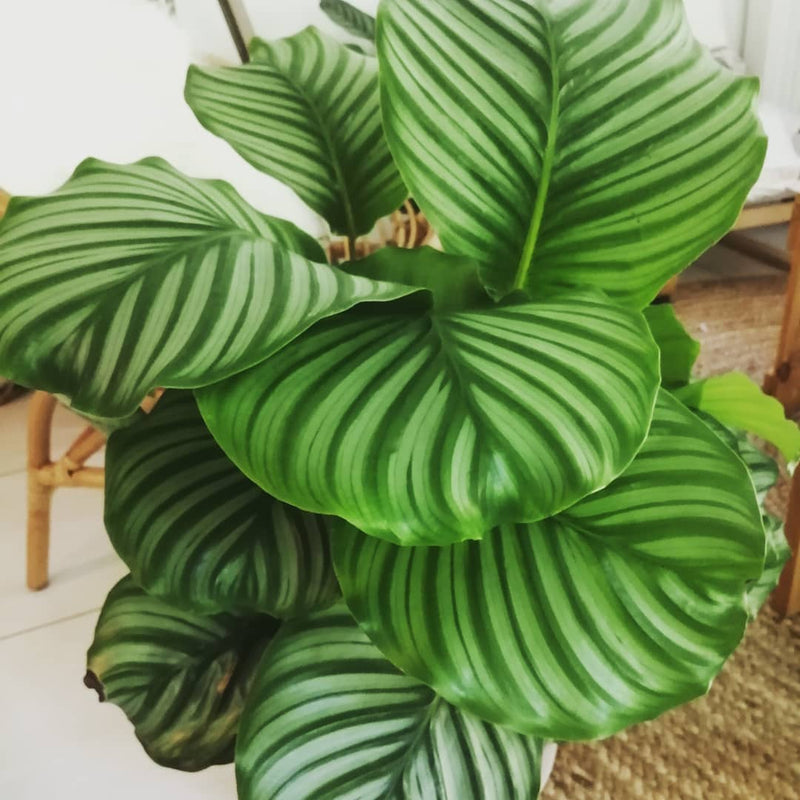 Calathea Orbifolia