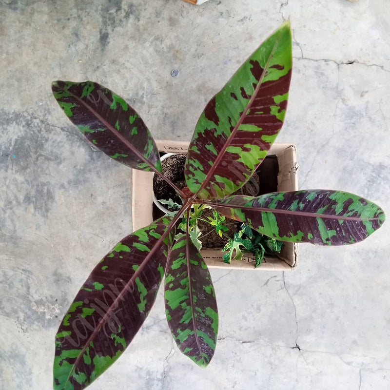 Banana Blood musa zebrina Variegated