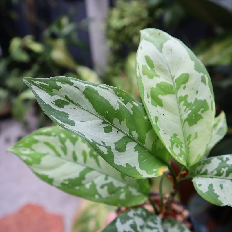 Aglaonema Nebulosum