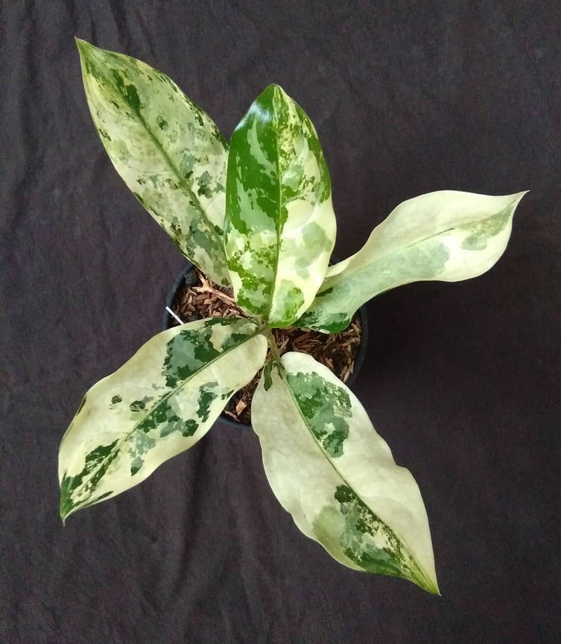 Aglaonema Commutatum Variegated