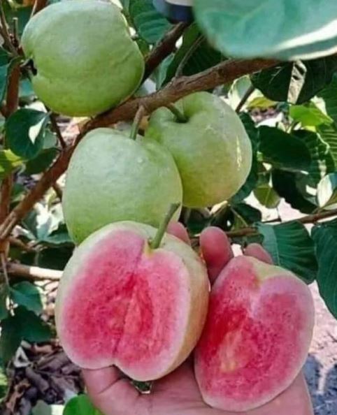 Grafted Seedless Red Crystal Guava Fruit Tree