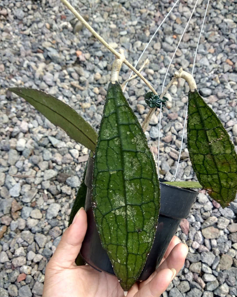 Hoya Clemensiorum