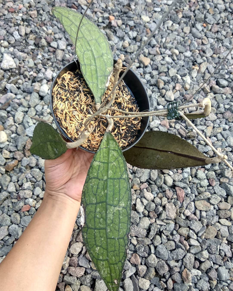 Hoya Clemensiorum