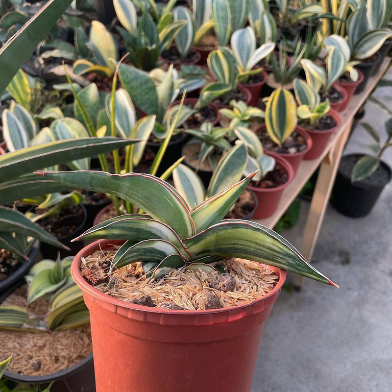 Sansevieria Robusta dwarf White Variegated