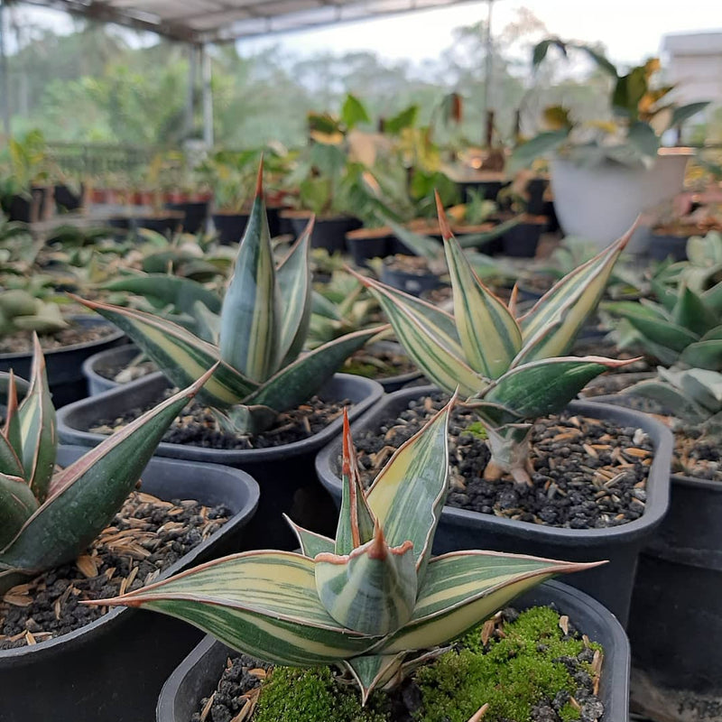 Sansevieria pinguicula