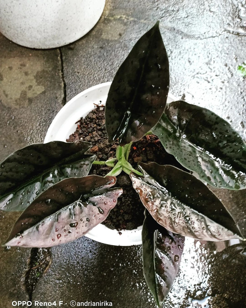 Alocasia Infernalis