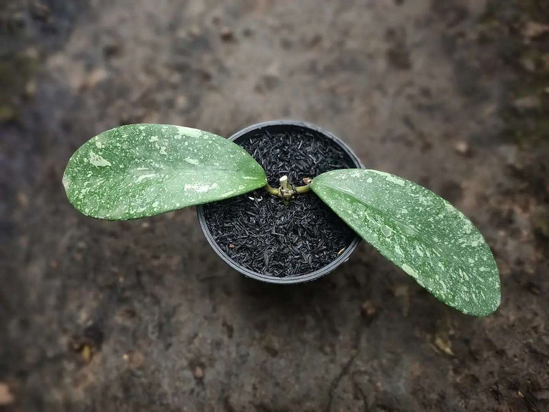 Hoya Diversifolia Splash