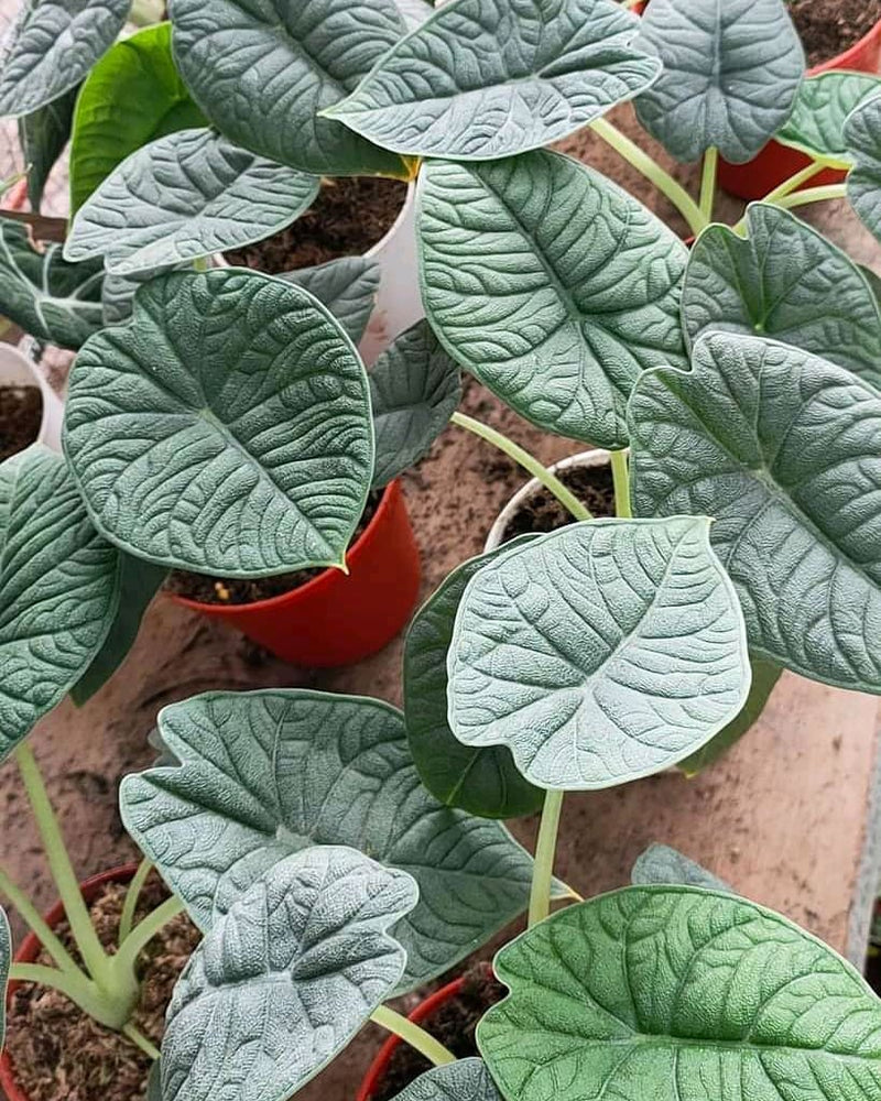 Alocasia Melo badak