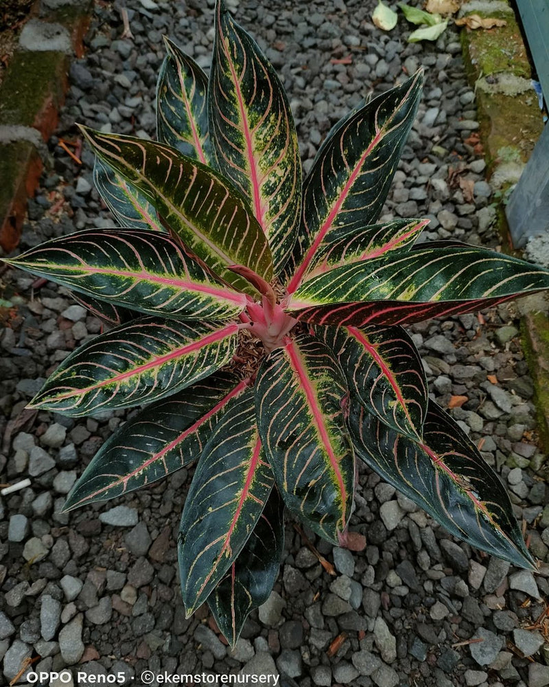 Aglaonema Pride Of Sumatra