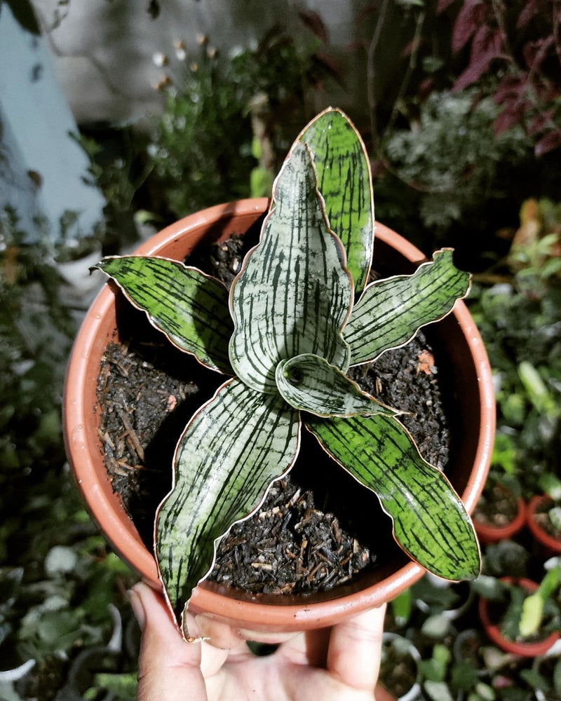 Sansevieria Cleopatra