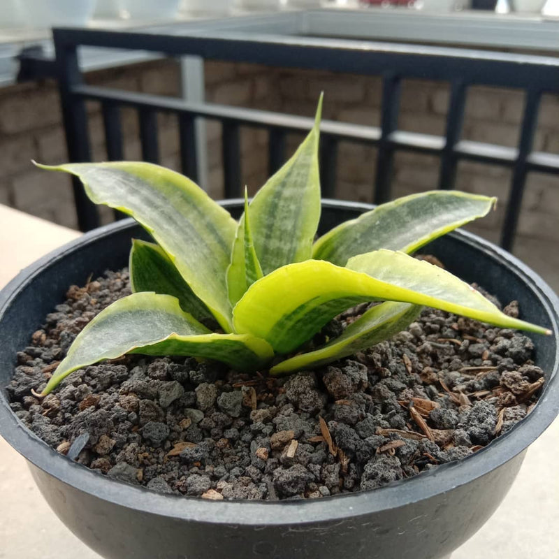 Sansevieria Cordova Variegated