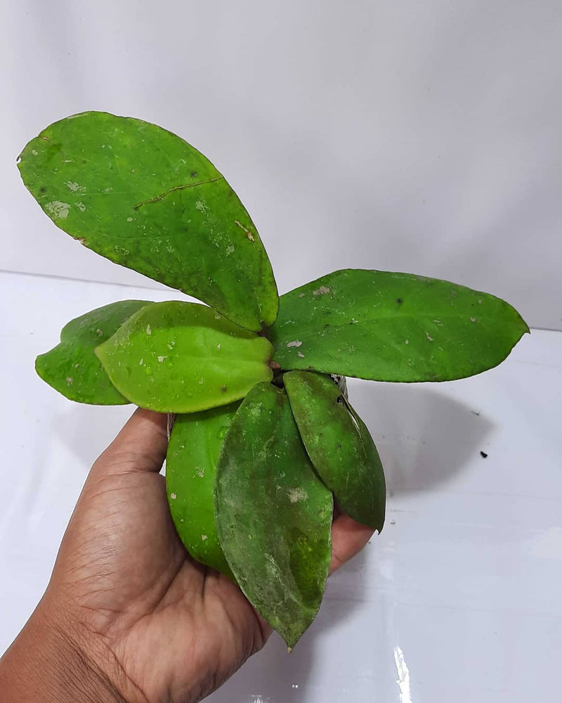 Hoya Mitrata