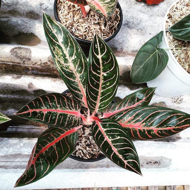 Aglaonema Pride Of Sumatra