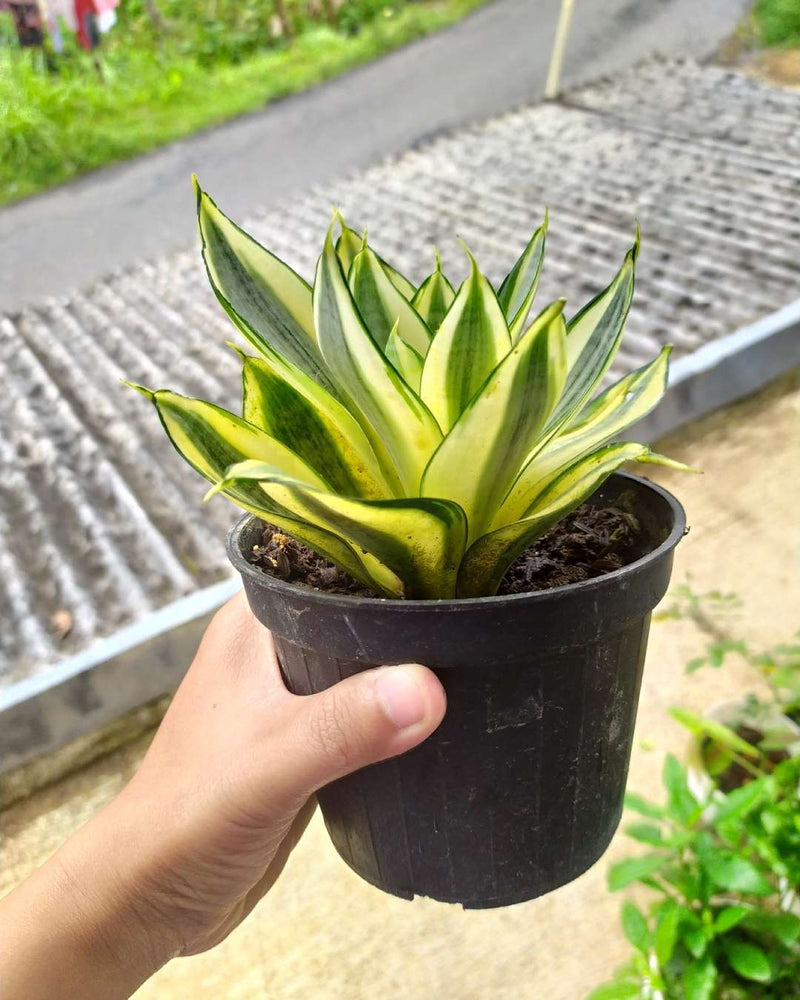 Sansevieria Golden Hanii