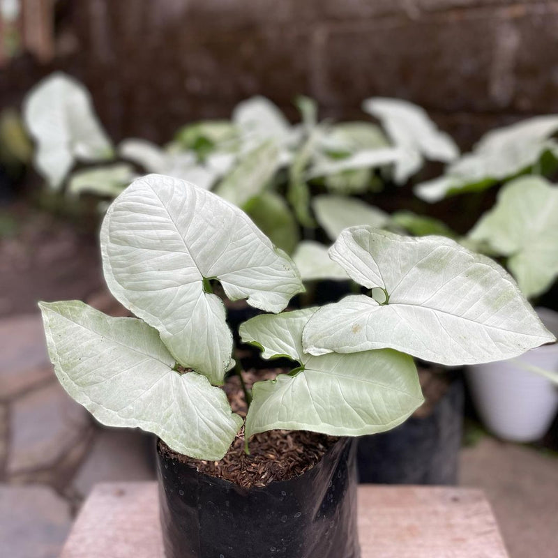 Syngonium Imperial White