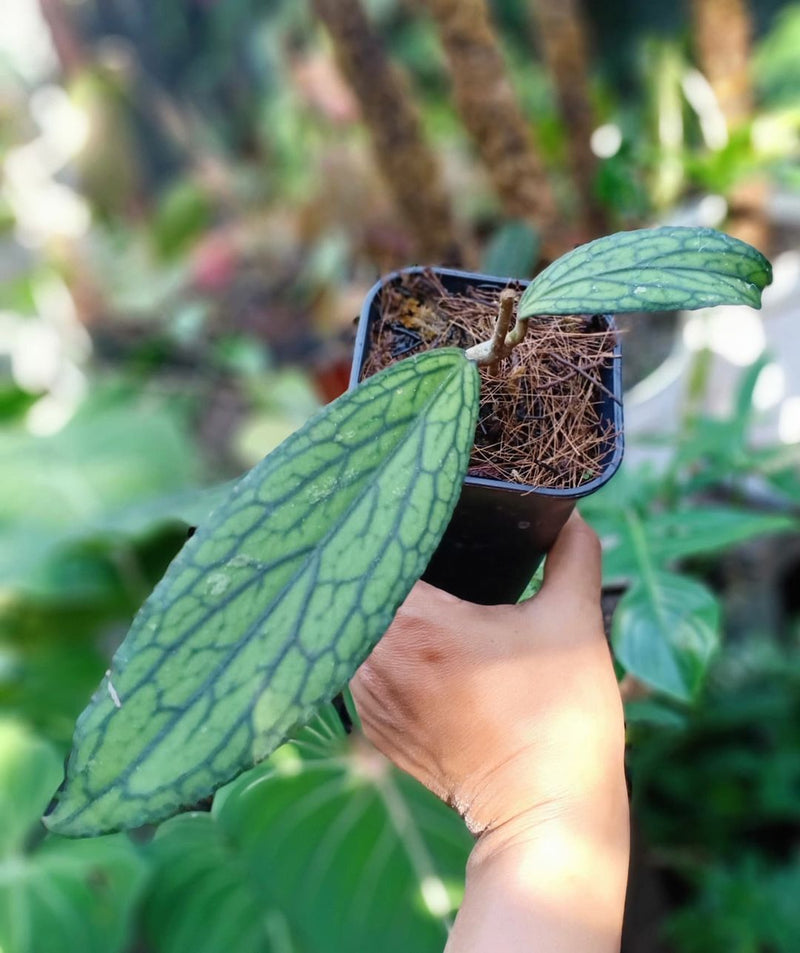 Hoya SP Tanggamus