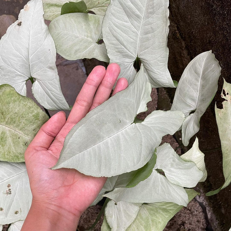 Syngonium Imperial White