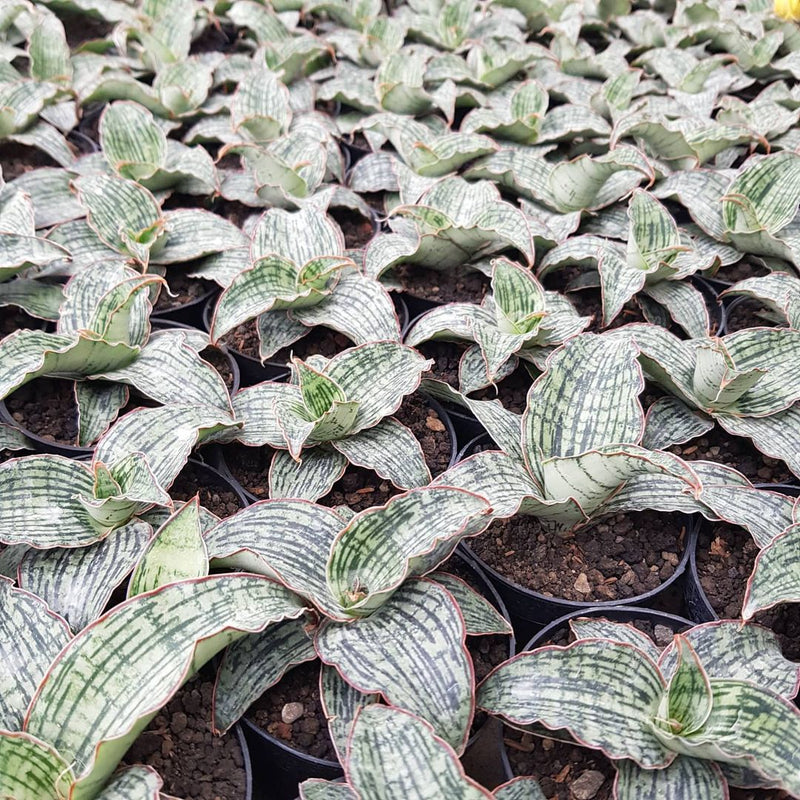 Sansevieria Cleopatra