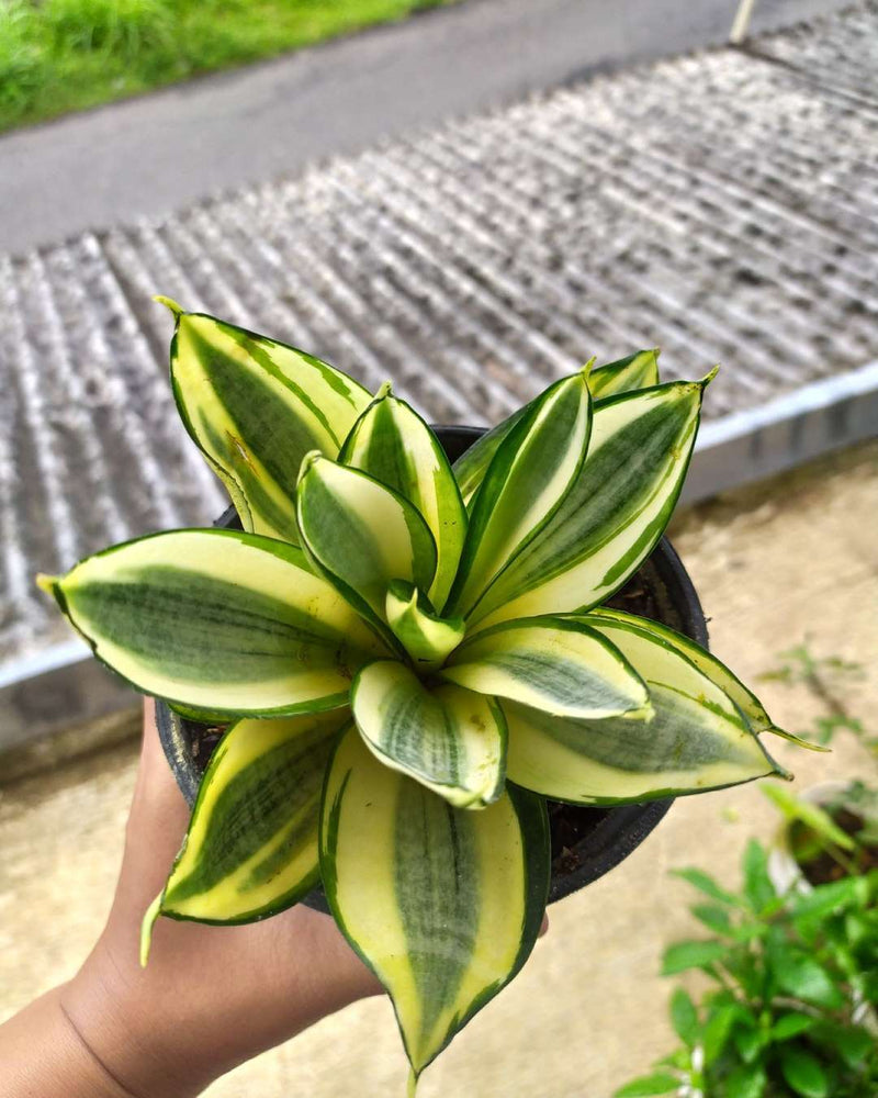 Sansevieria Golden Hanii