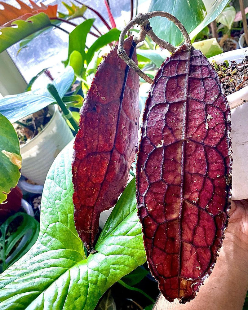 Hoya Clemensiorum Red