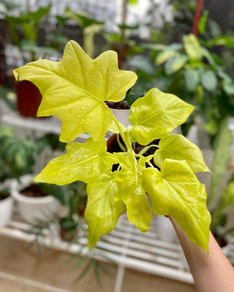 Philodendron Warscewiczii Aurea Flavum