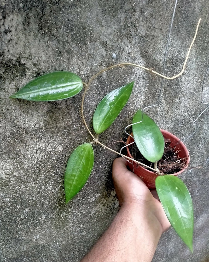 Hoya Cinnamomifolia