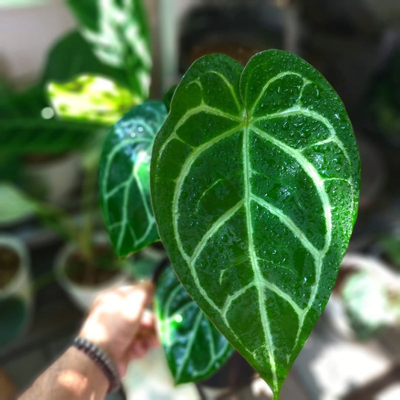 Anthurium Crystalinum