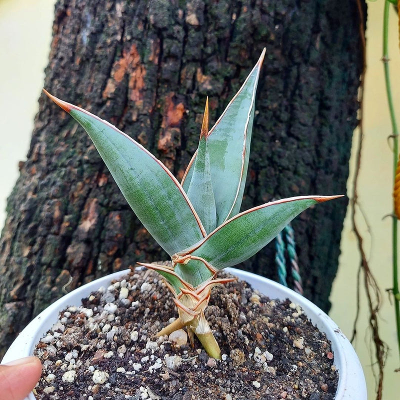 Sansevieria pinguicula