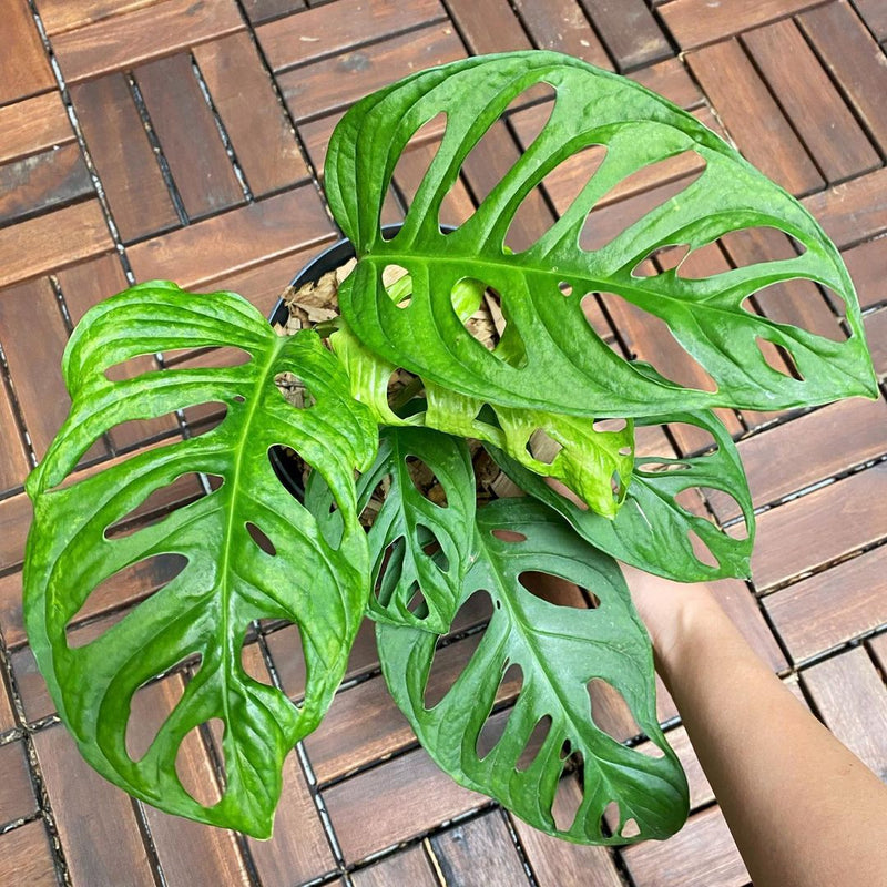 Monstera Acuminata