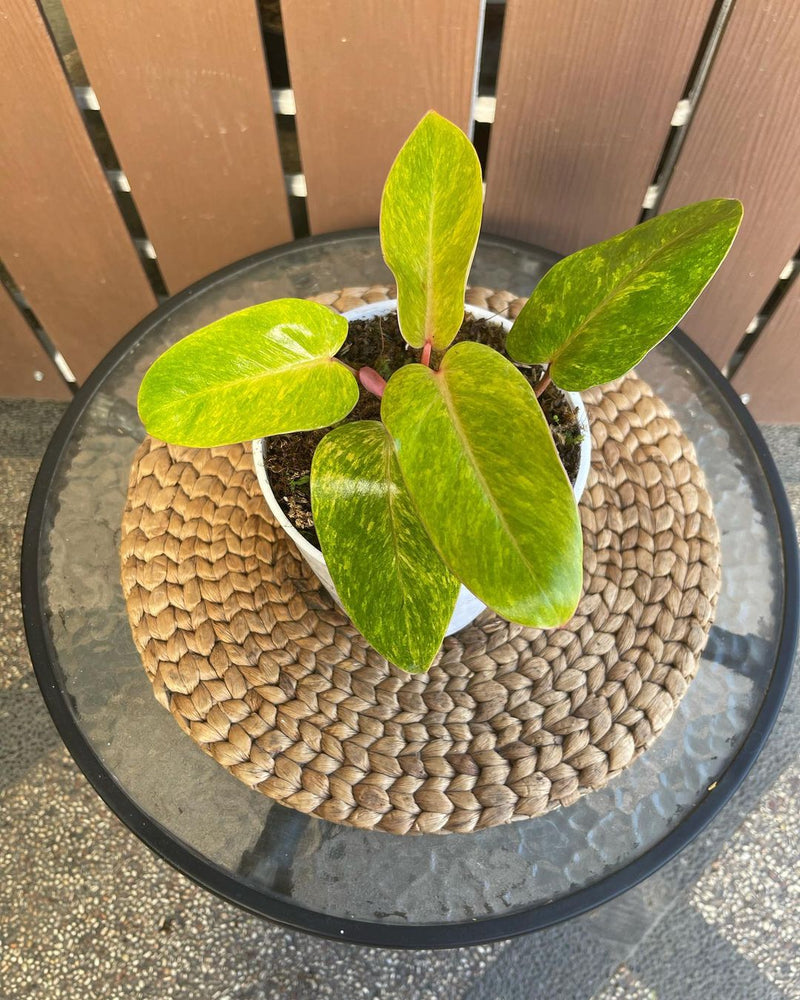 Philodendron Painted Lady