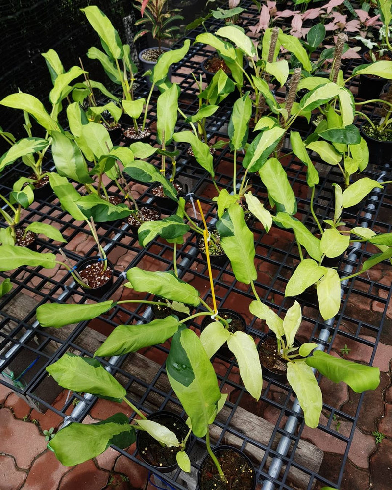 Philodendron Thai Sunrise Variegated