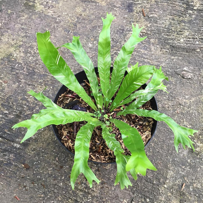 Platycerium Bird Nest Variegated