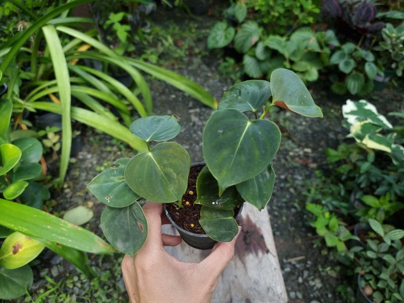 Philodendron Lupinum