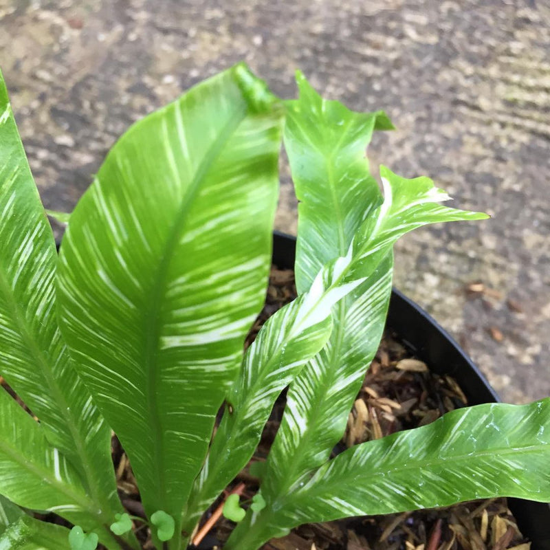 Platycerium Bird Nest Variegated