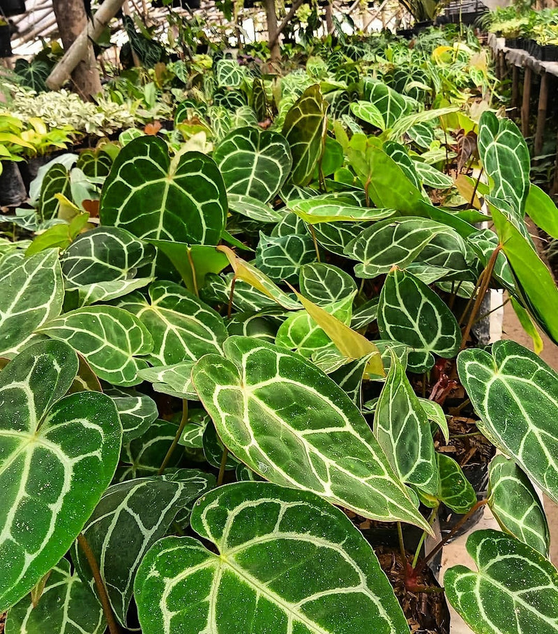 Anthurium Crystalinum