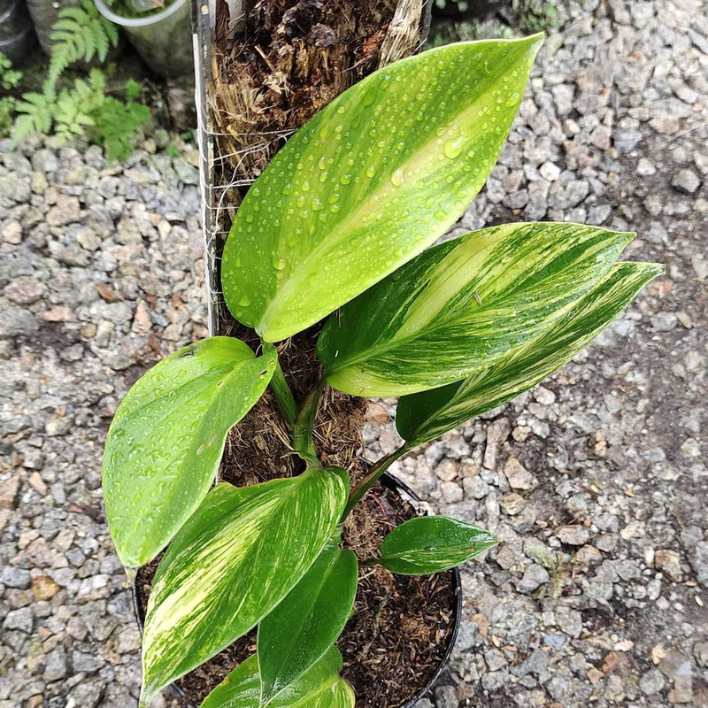 Scindapsus Rupestris Variegated