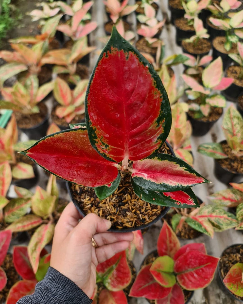 Aglaonema Suksom