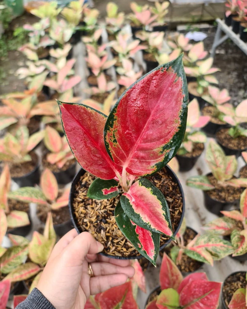 Aglaonema Suksom