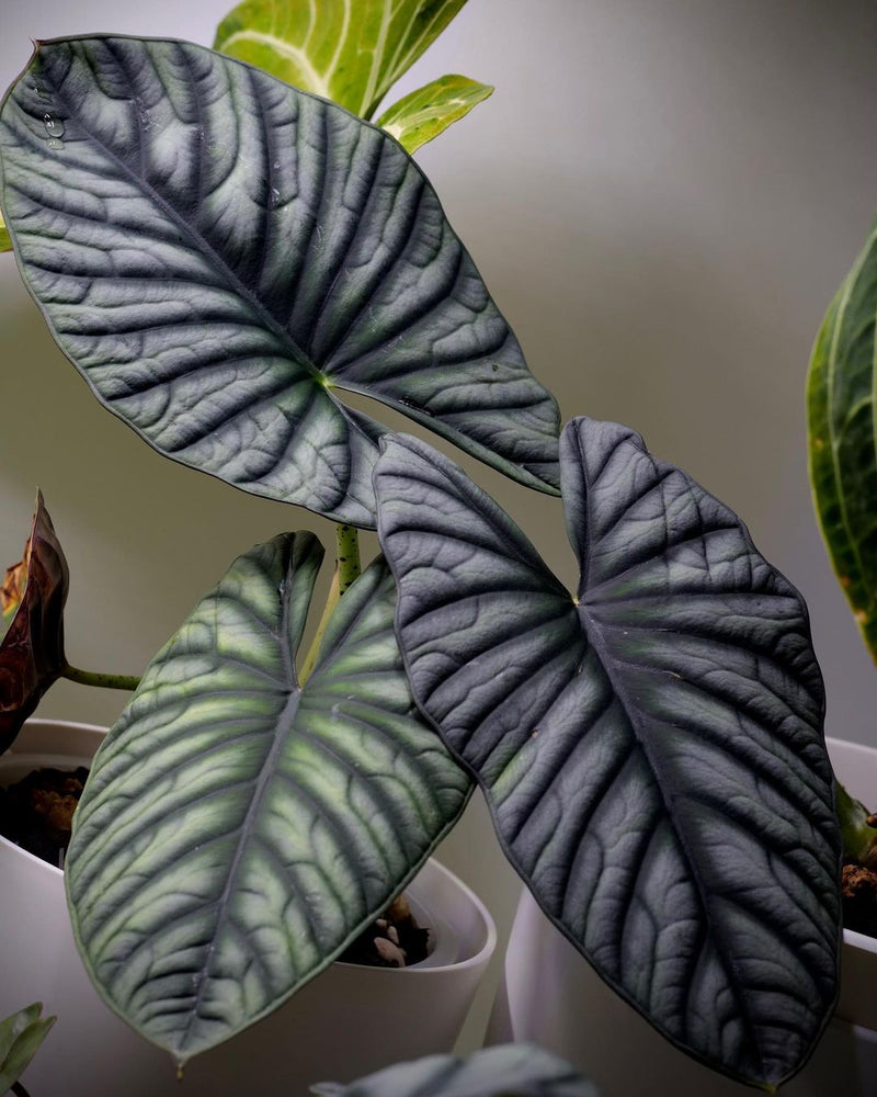 Alocasia Nebula