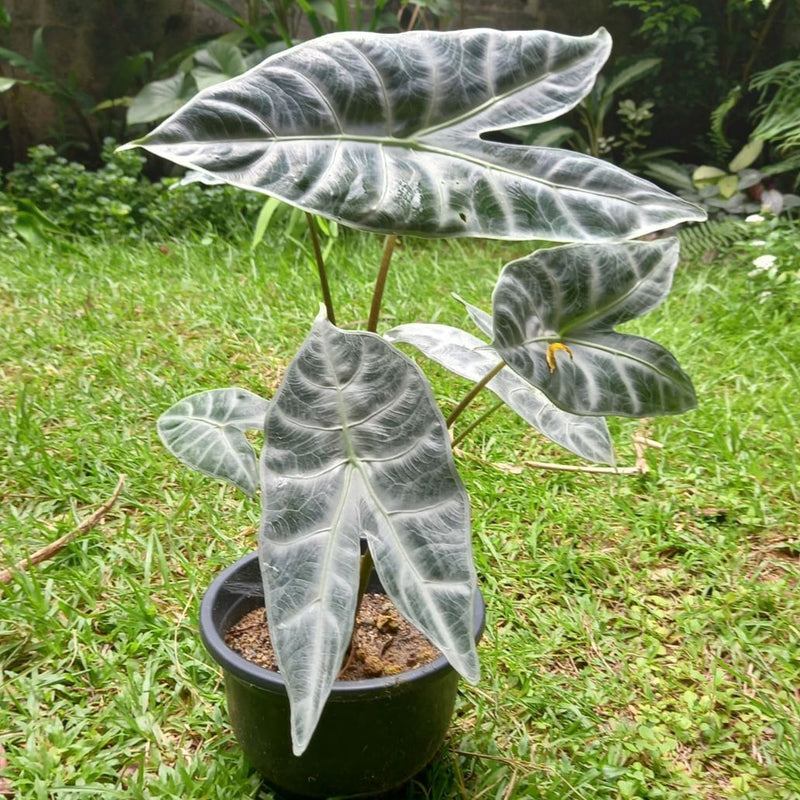 Alocasia Longoliba