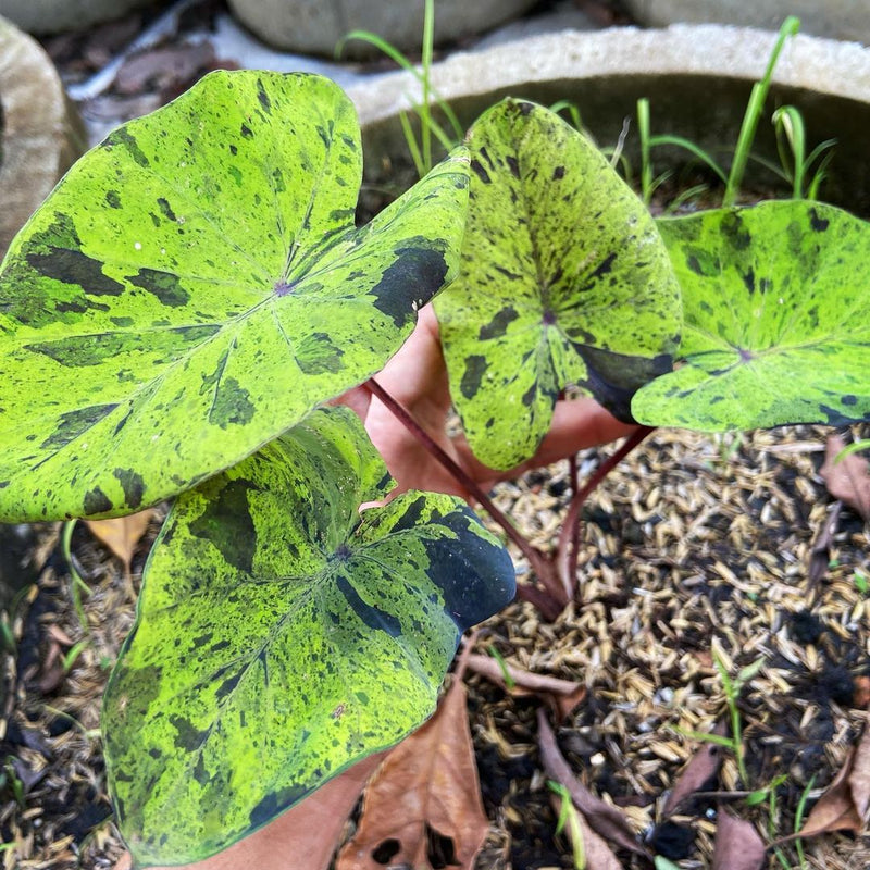 Colocasia Mojito