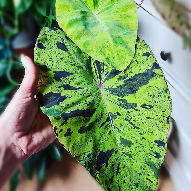 Colocasia Mojito