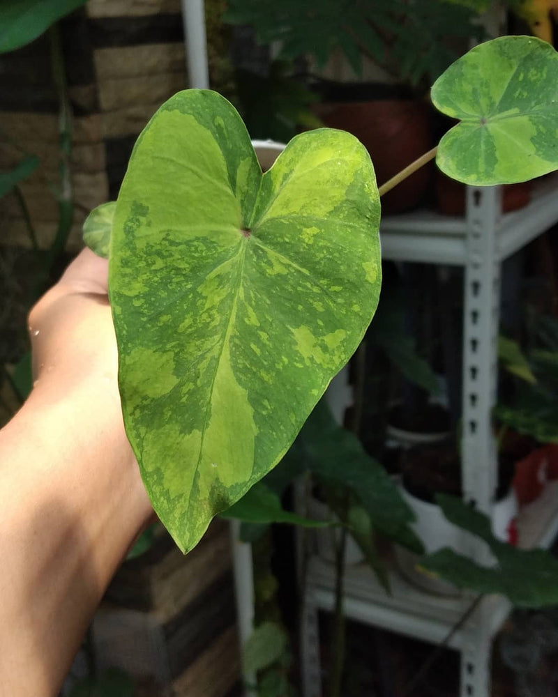 Colocasia midori sour