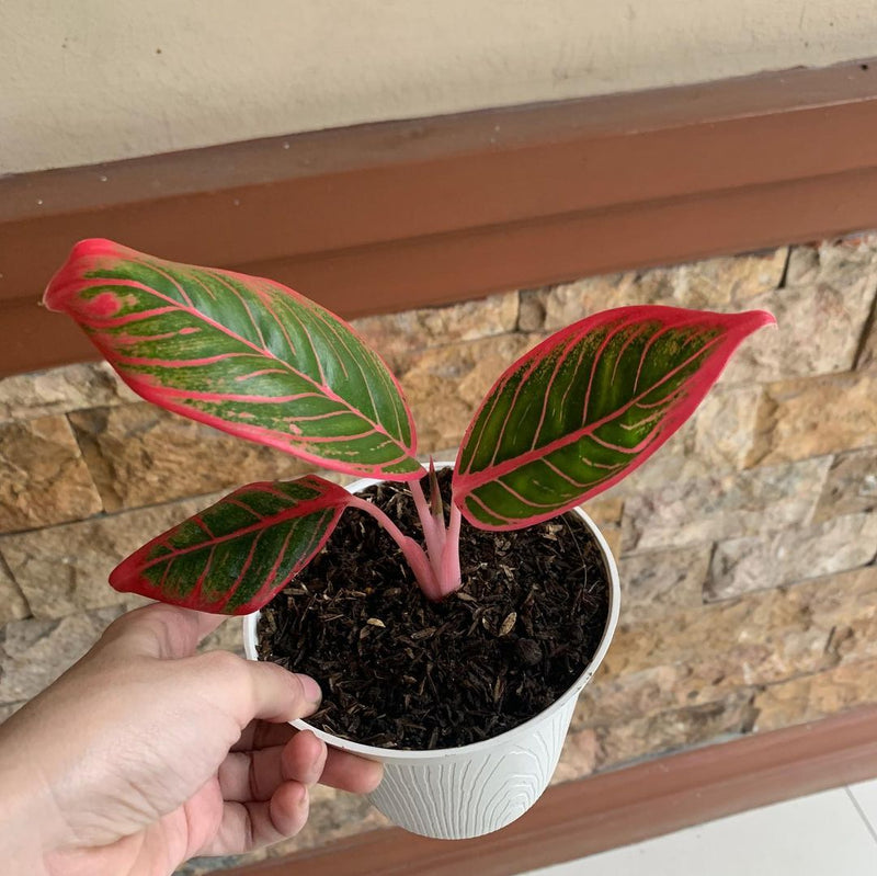 Aglaonema Khanza