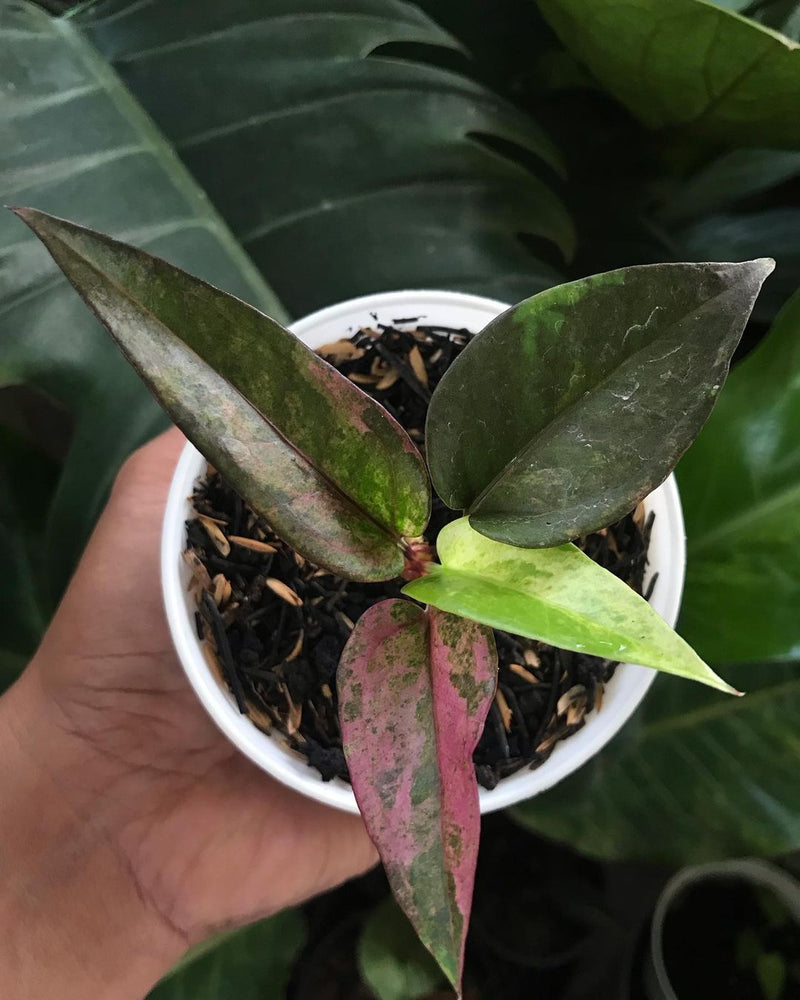 Anthurium Hokeri Pink Variegated