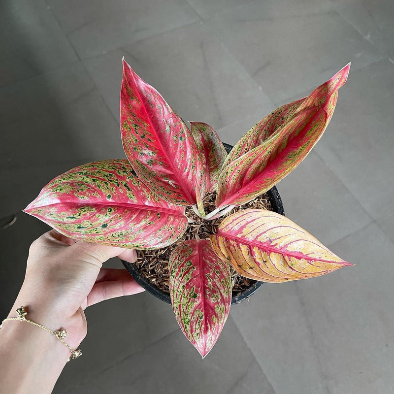 Aglaonema Legacy