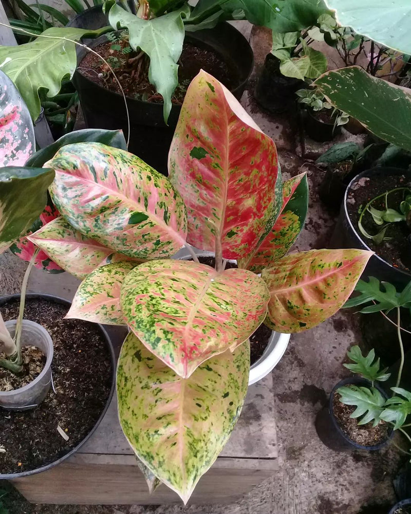 Aglaonema Big Roy