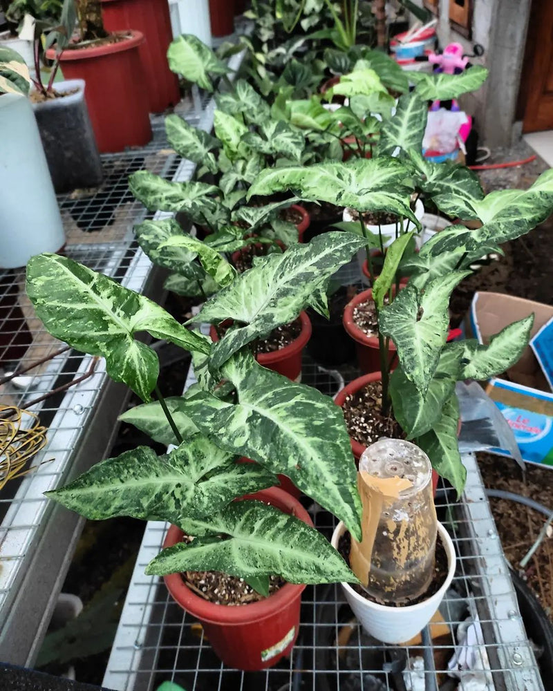 Syngonium Green Freckles