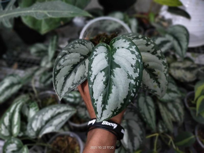 Scindapsus Silver Princess